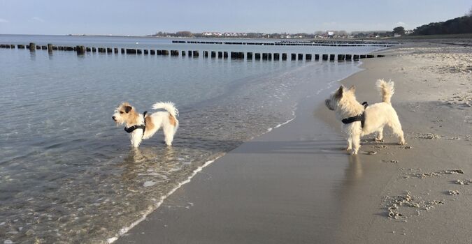 Morgenrunde am Hundestrand