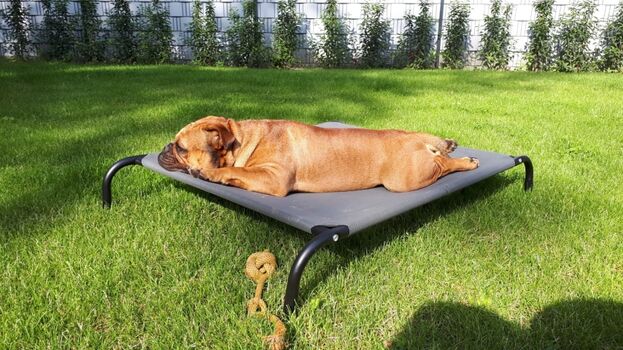 Fellnase beim Sonnenbad