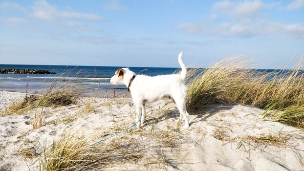 der ideale Urlaub mit Hund