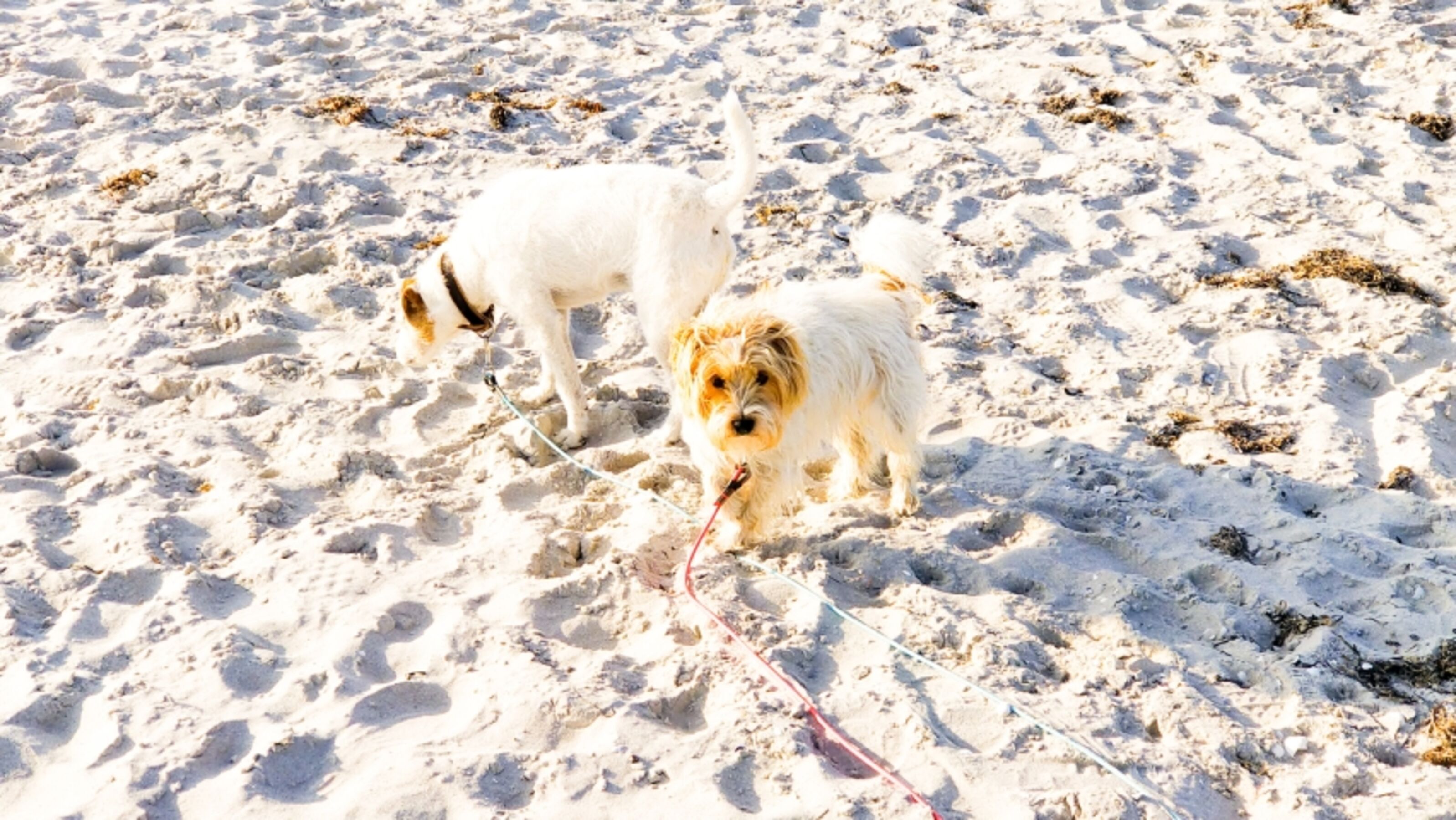 Vierpfoten am Hundestrand