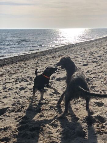 Hundespielen am Strand...
