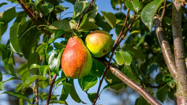 Obstbäume auf dem Hof 