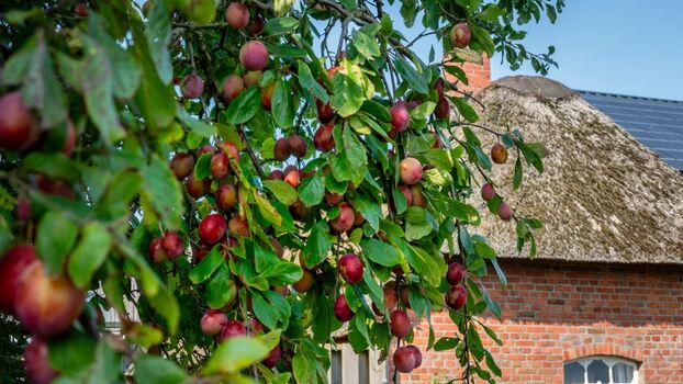 Obstbäume auf dem Hof