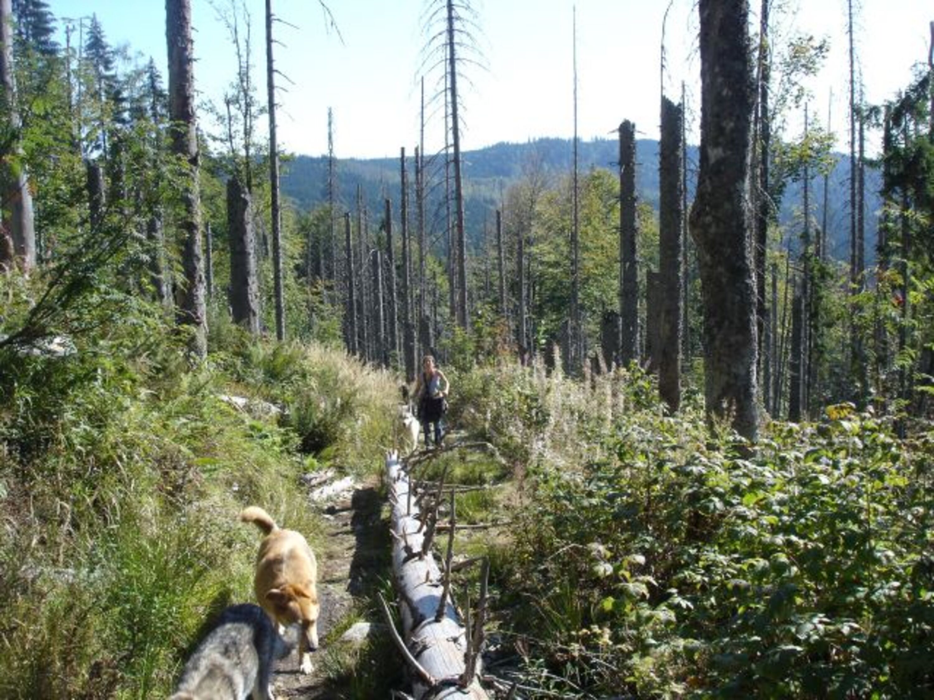 Wanderung zum Lusen