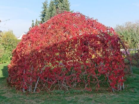 6-m-Weinpavillon im Herbst