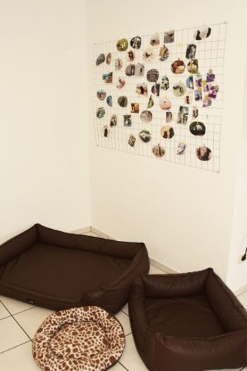 Orthopädische Hundebetten und Gästefotogalerie