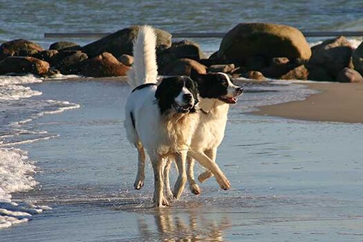 Wer einsame Strände bevorzugt, dem sei ein Aufenthalt im Herbst oder Winter enpfohlen. Alle Strände dürfen dann auch mit Hunden besucht werden und laden zu langen Spaziergängen ein. (Eigenes Urlaubsfoto, aufgenommen in der Hohwachter Bucht) 