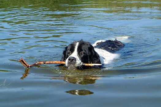 ... und wasserbegeisterte Vierbeiner. (Eigenes Urlaubsbild)