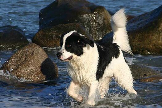 Hundestrände sind u.a. in Scharbeutz, Neustadt, Grömitz, Weißenhäuser Strand und Hohwacht. (Eigenes Urlaubsfoto, aufgenommen in Hohwacht) 