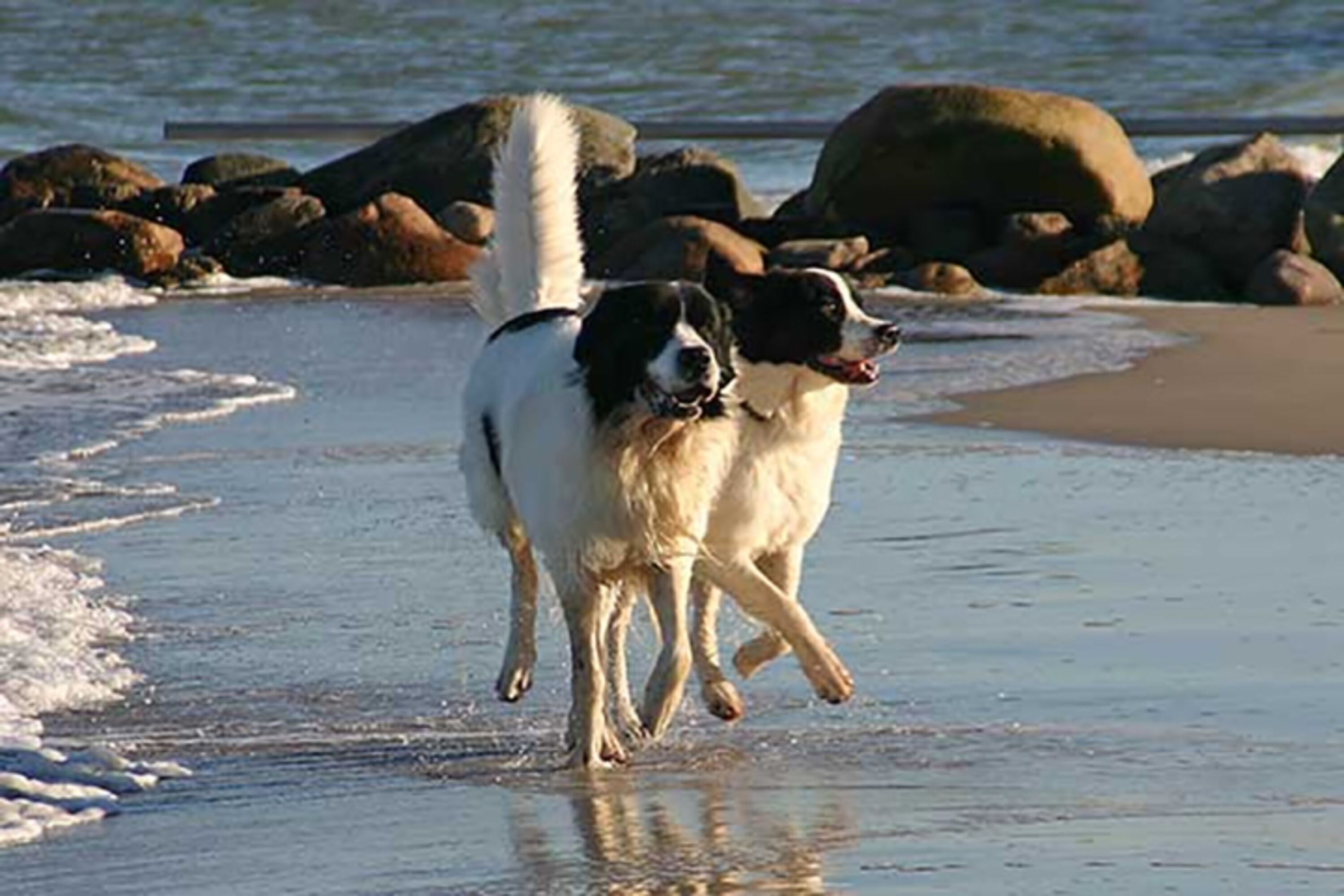 Wer einsame Strände bevorzugt, dem sei ein Aufenthalt im Herbst oder Winter enpfohlen. Alle Strände dürfen dann auch mit Hunden besucht werden und laden zu langen Spaziergängen ein. (Eigenes Urlaubsfoto, aufgenommen in der Hohwachter Bucht) 