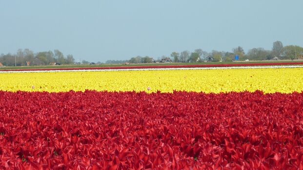 Tulpenfelder  im April/Mai