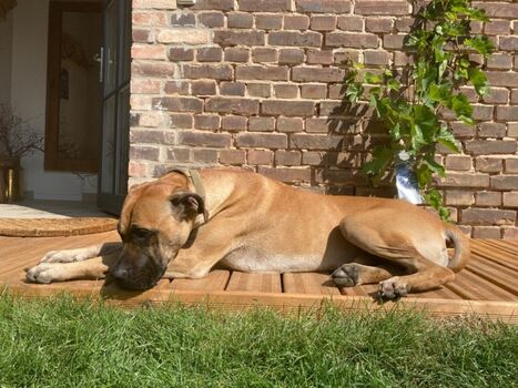 Hunde sind in HYGGE HAUS herzlich willkommen und wohnen kostenlos