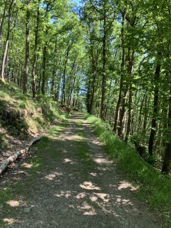 Tolle Wanderwege in direkter Nähe des Hauses
