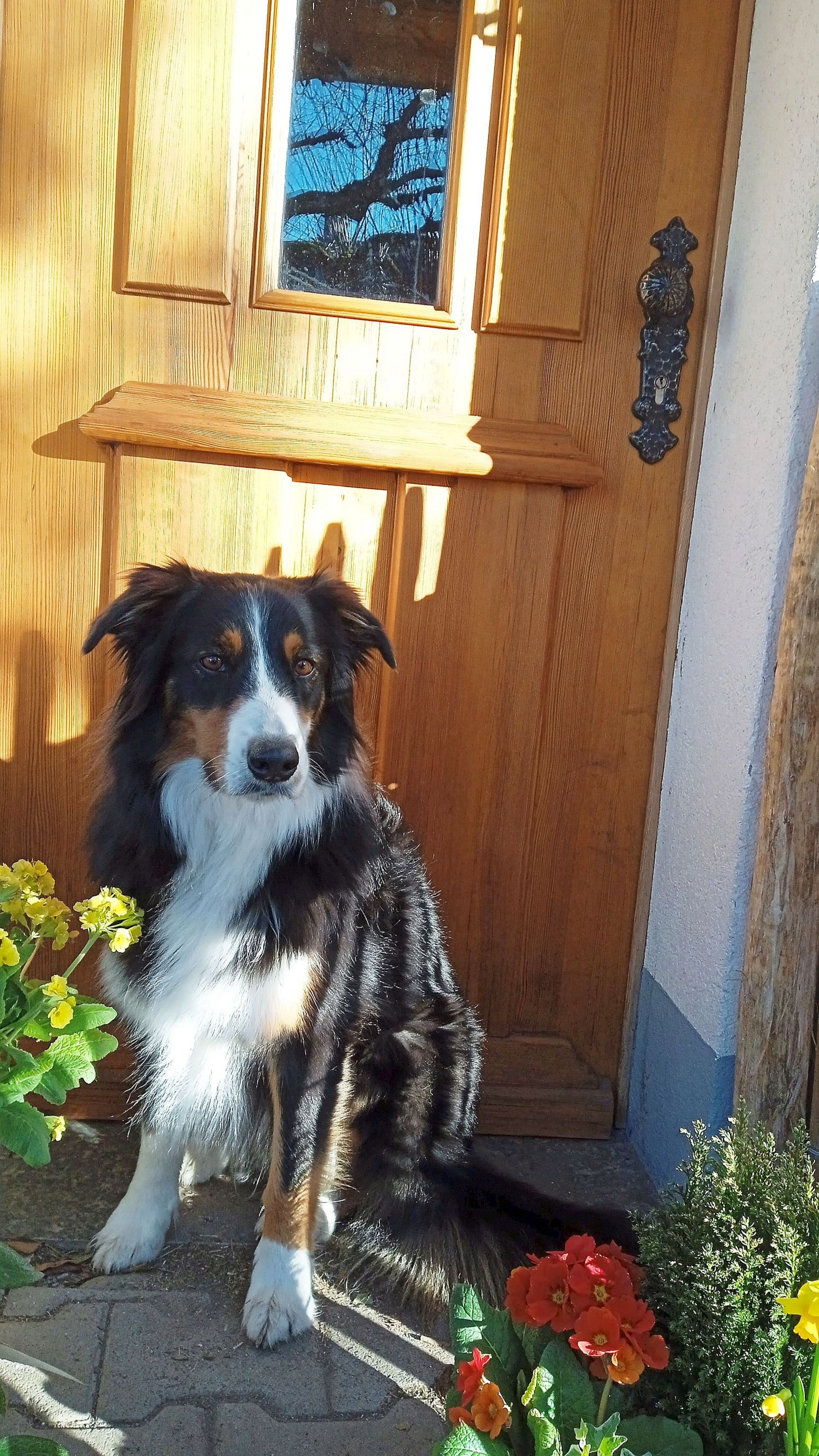 Hunde willkommen