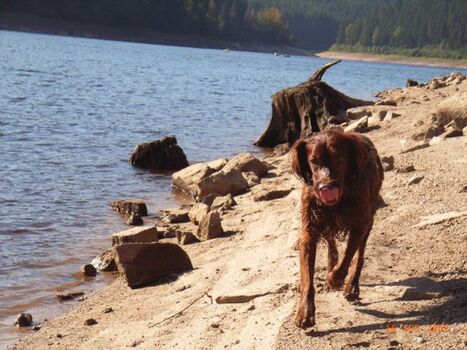 Ganz in der Nähe: Schwarzenbachtalsperre
