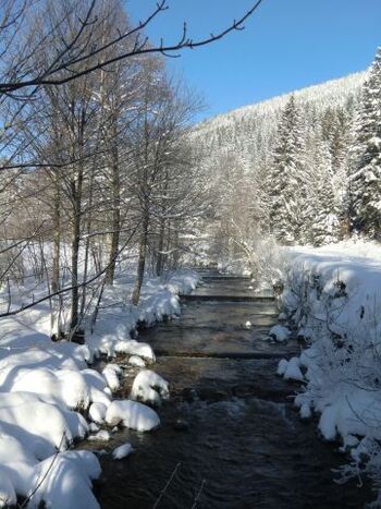 Winterwonderland - unser Hausbach, besonders im Sommer bei allen Vierbeinern sehr beliebt