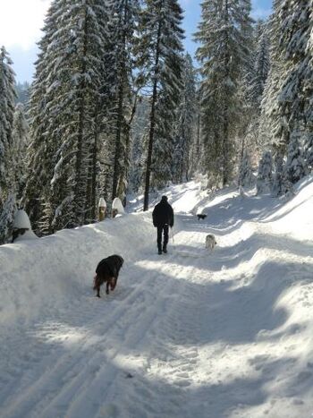 Herrliche Wanderungen auf geräumten Wegen