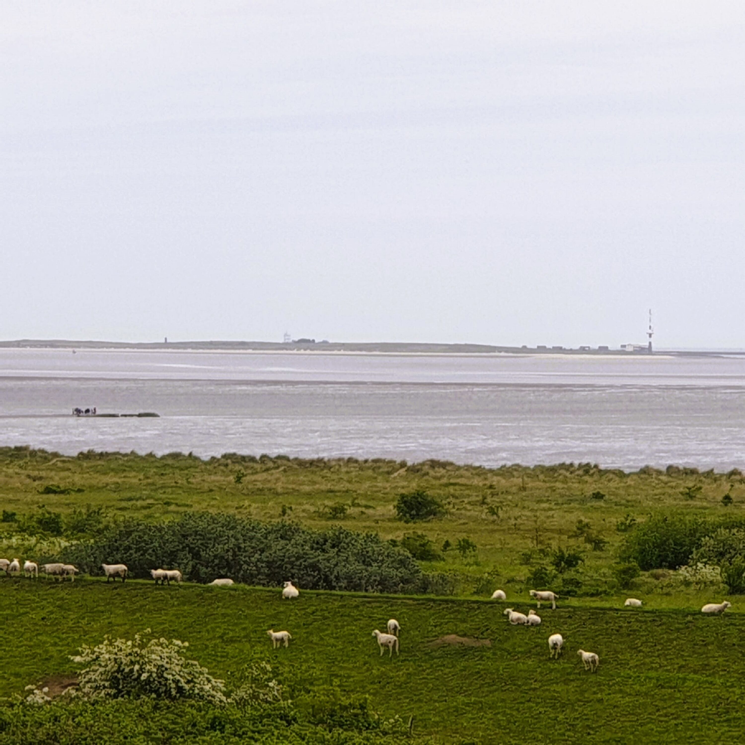Blick zur Insel Minsener Oog