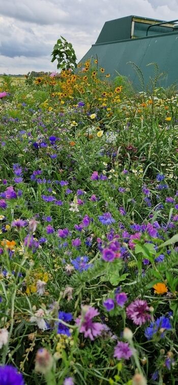Unsere Streublumenwiese
