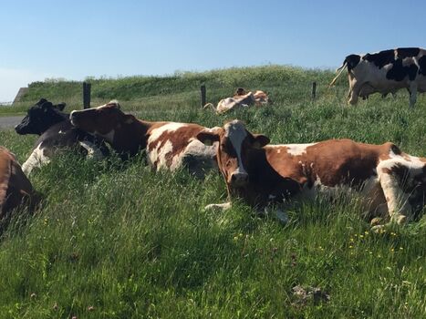 Entspannen wie die Kühe  