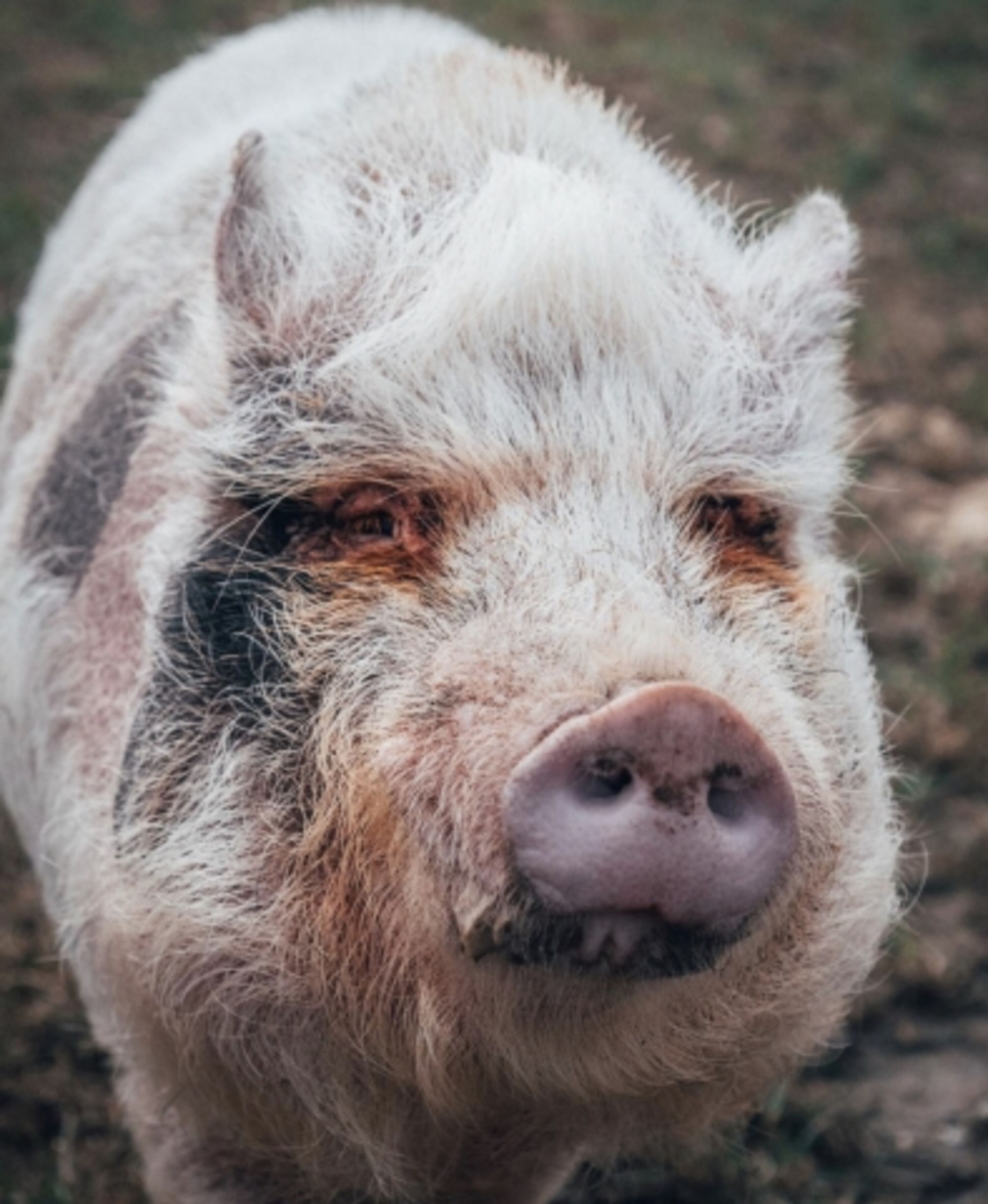  Schwein Edgar 