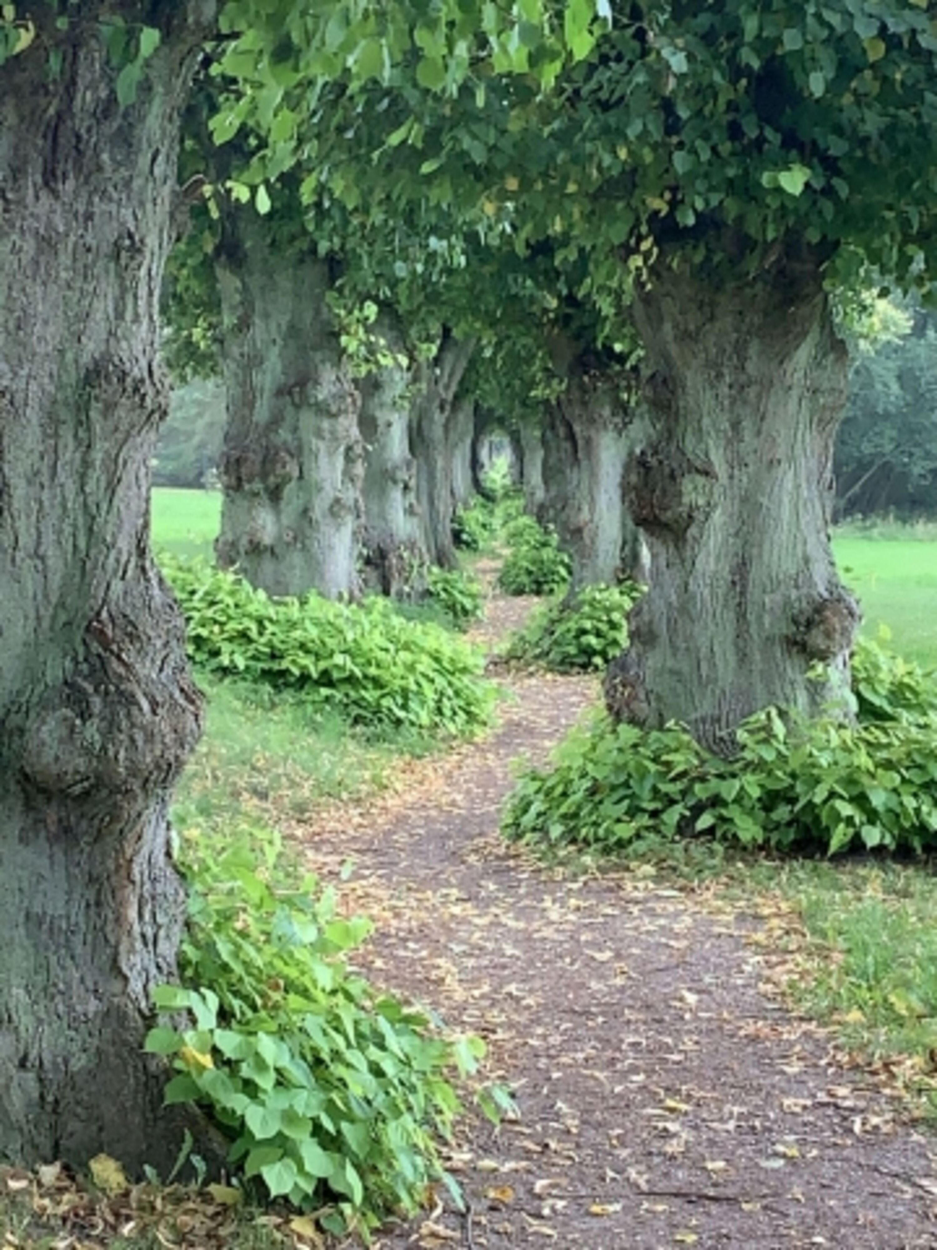 Lindenallee zum See