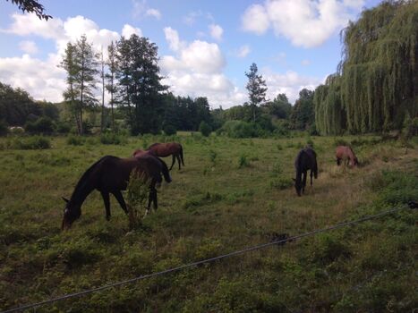 Reiterverein Burgkemnitz
