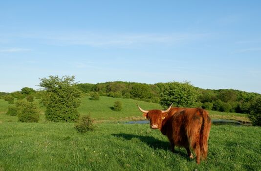 Robuste Rinder am Winderatter See (1km entfernt)