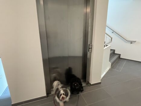 Die Wohnung ist im 1.OG und mit dem Fahrstuhl erreichbar ( barrierearm )