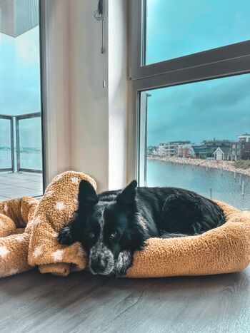 Blick vom Hundekissen aus dem Wohnzimmer