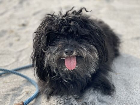 Olli nach einem Sandbad