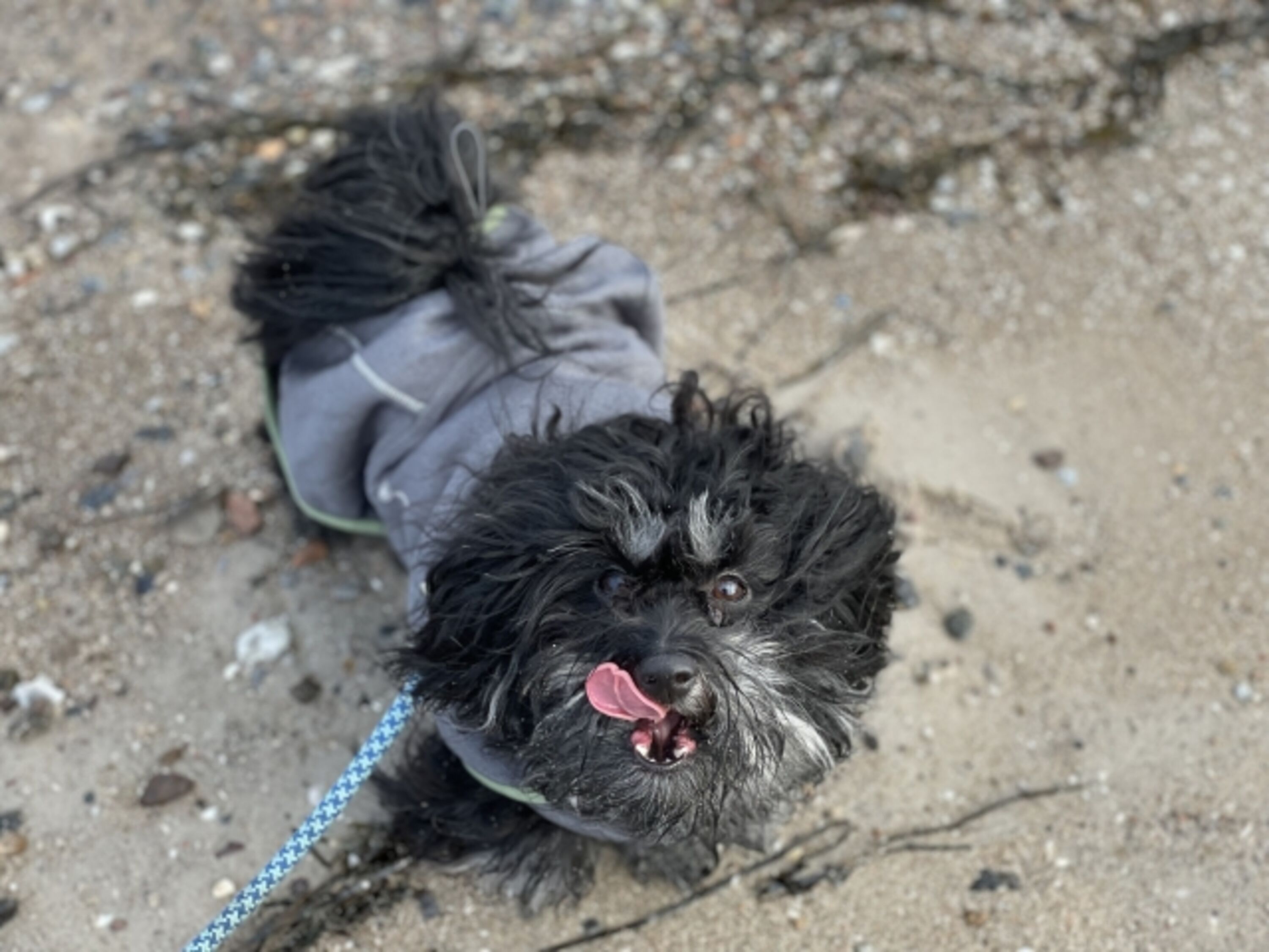 Olli unser Markenbotschafter