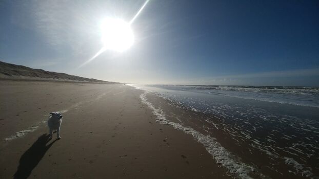 Hunde dürfen an den Strand