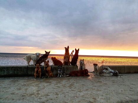 6 Hunde und mehr besuchen uns kostenlos