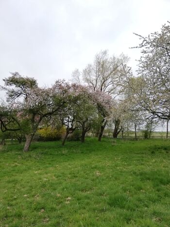 ca 3000 qm Streuobstwiese zum Spielen und Toben