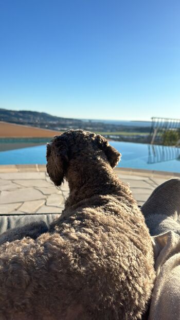 Genieße mit deinem Hund den Blick über die Bucht von Cannes