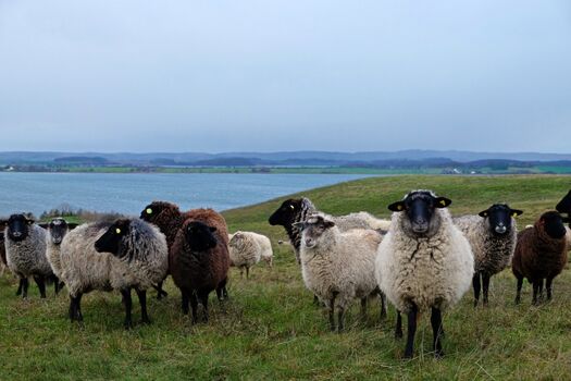 Rügener Tierwelt...