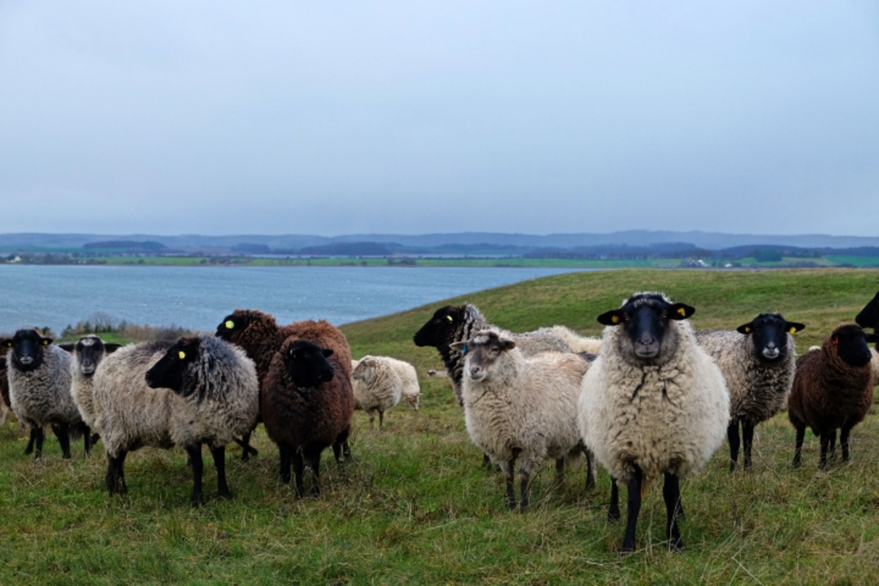 Rügener Tierwelt...