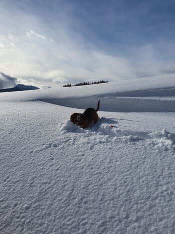 Hundeleben im Schnee - unser Krümel