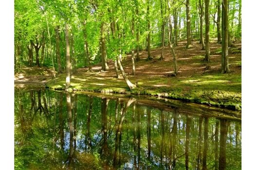 Für Rügen typischer Buchenwald
