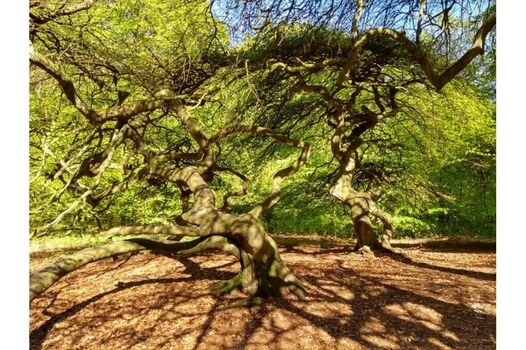 Buchenwald bei Lietzow