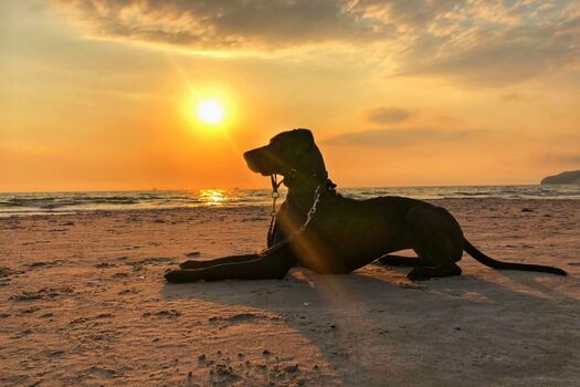 Ihr Hund wird den Strand lieben