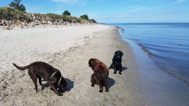 Hundestrand