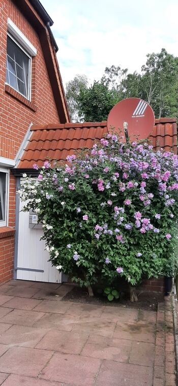 Eingang neben dem Hibiscus