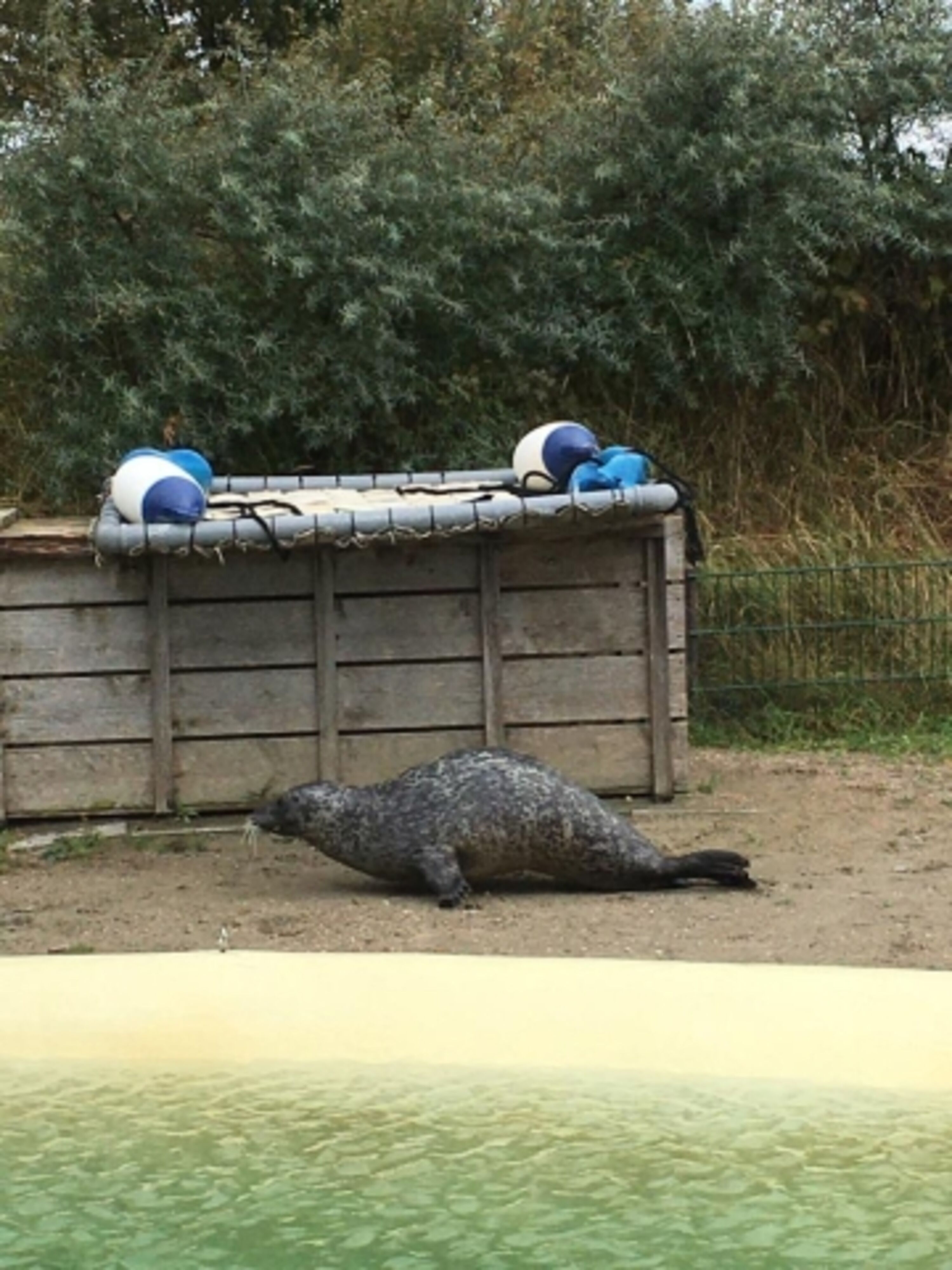 Seehundestation
