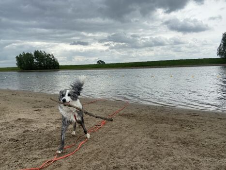 Badespass für Hunde