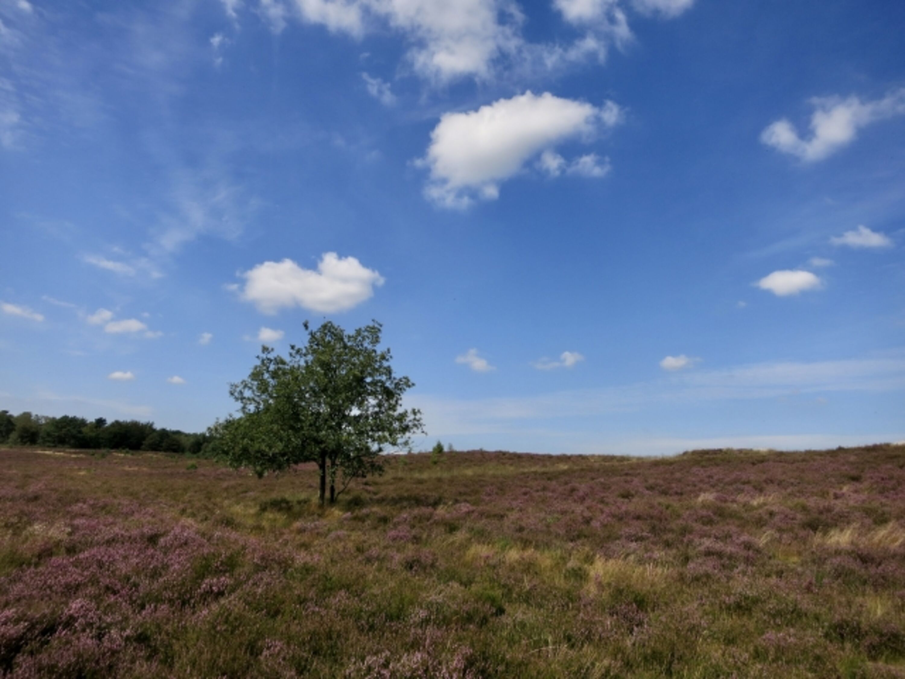 Nationalpark de Hooge Veluwe