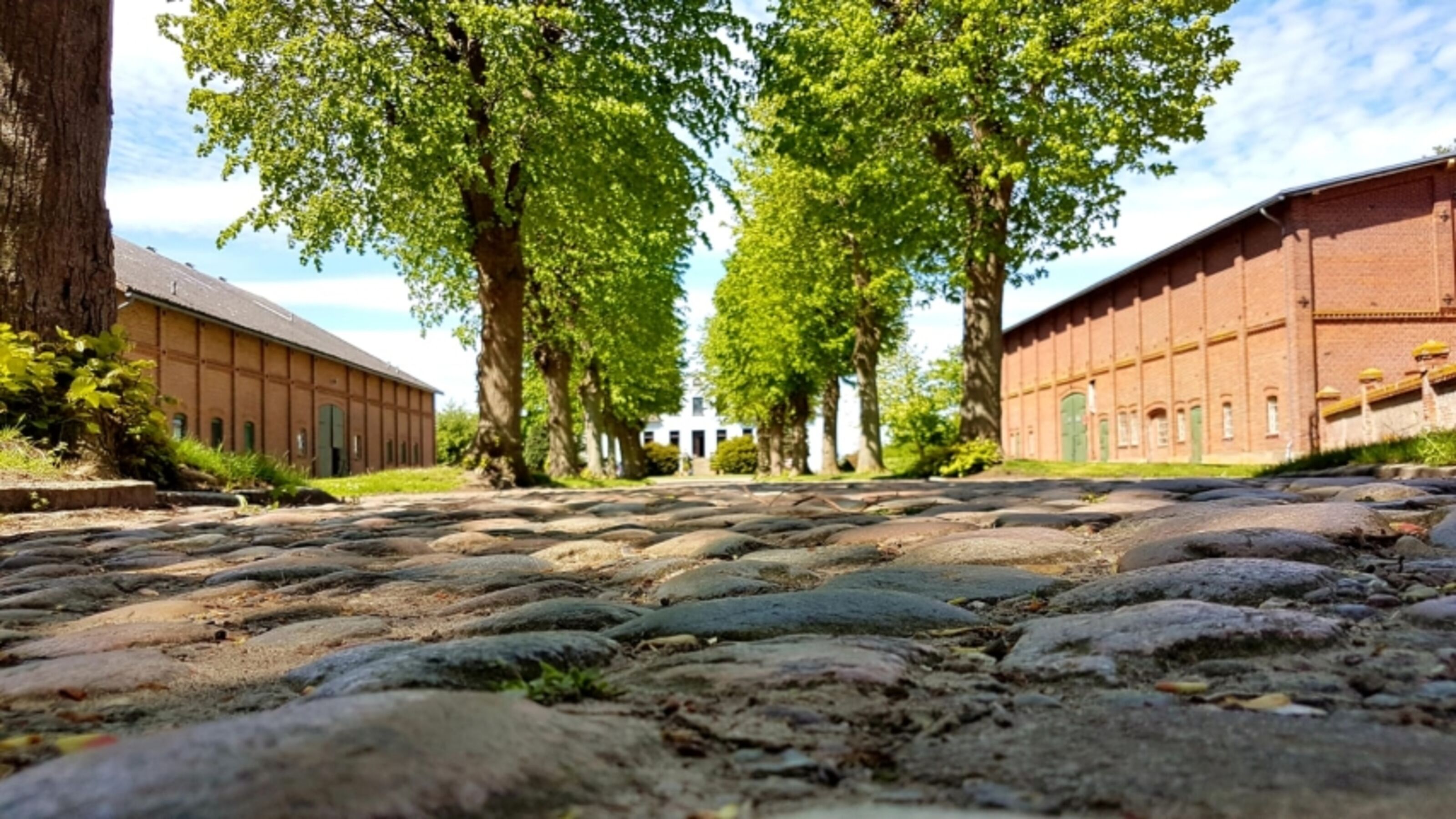 Allee