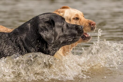 Wasserfreude pur – Badespaß direkt am Ferienhaus