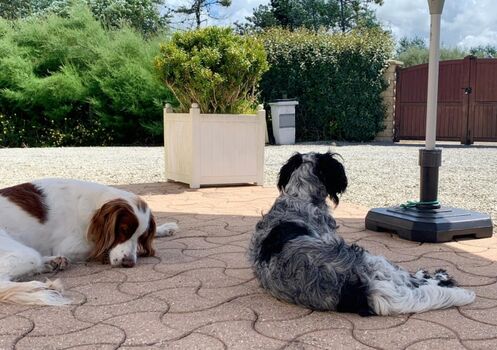 Hier lässt es sich gut relaxen, auch Hundeliegen sind vorhanden